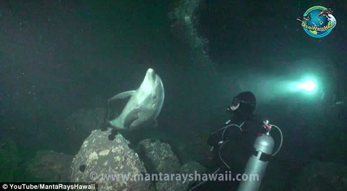 蝠鱝研究者凯勒•拉罗斯(Keller Laros)海洋奇遇:被鱼线缠身海豚高频呼SOS