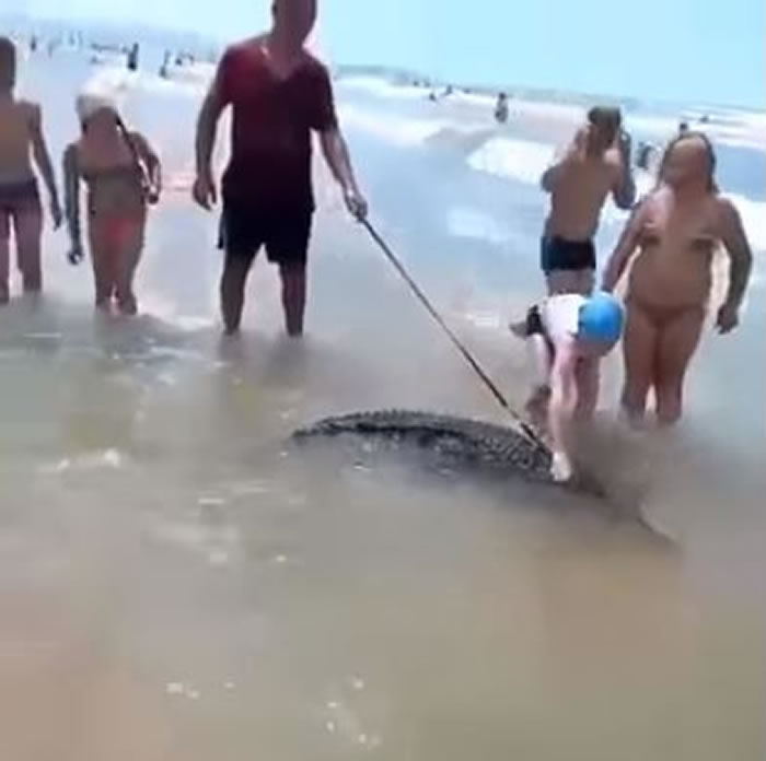 俄罗斯阿纳帕战斗民族海滩“遛鳄鱼” 游客拍影片害他被逮捕