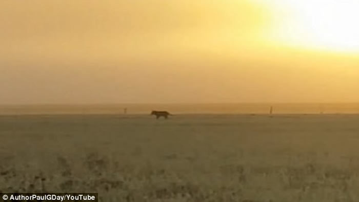 ��˹�����ǻ����������������ϲ�Լ�˰뵺�ĵ����81��Ĵ��ǣ�