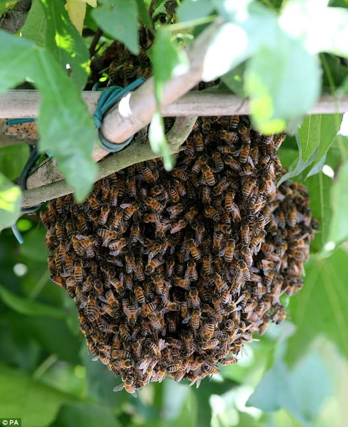 英国关注野生动物人士为增加雀鸟栖息处放置鸟屋 却被蜂类占据