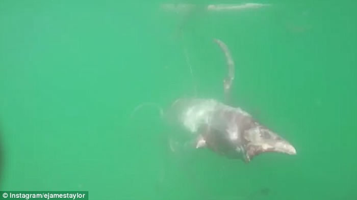 南非巨大鱿鱼疑受伤缠着冲浪板不放