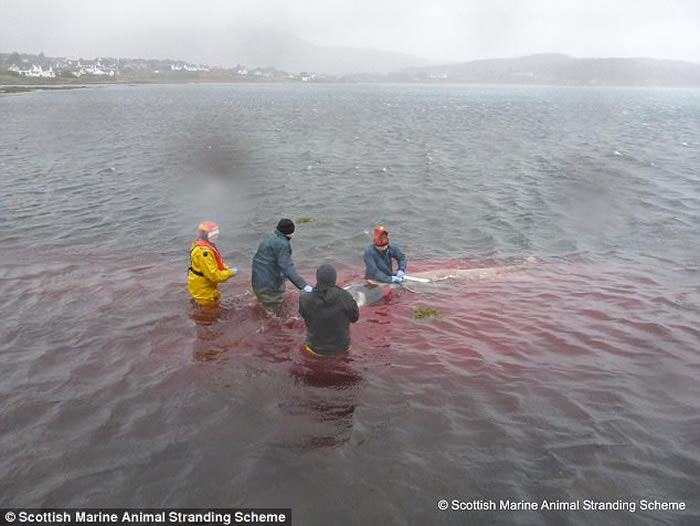 6米雄性柯氏喙鲸搁浅苏格兰斯凯岛死亡 肚内藏4公斤塑料袋