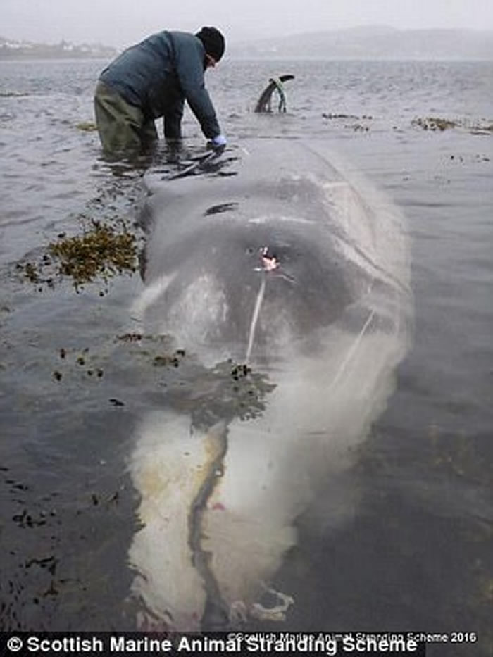 6米雄性柯氏喙鲸搁浅苏格兰斯凯岛死亡 肚内藏4公斤塑料袋