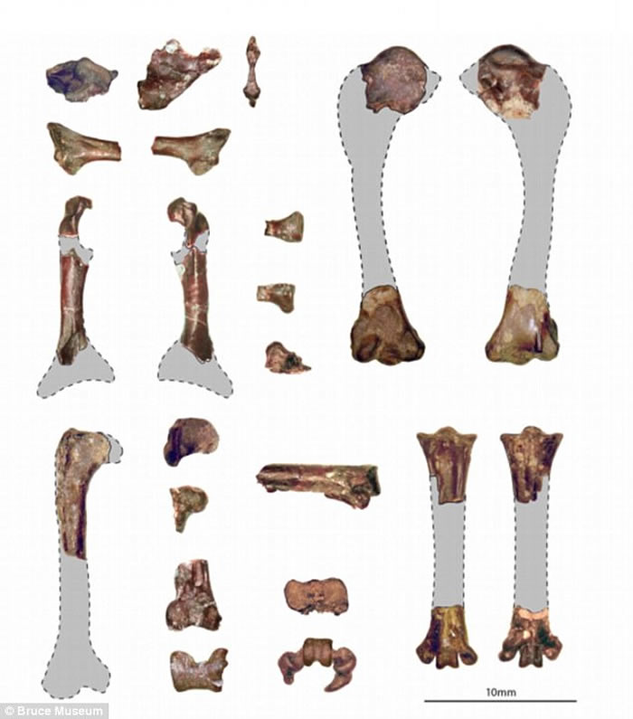 美国新墨西哥州发现6200万年前鼠鸟化石 恐龙灭绝后鸟类重新振作迅速走向多样化