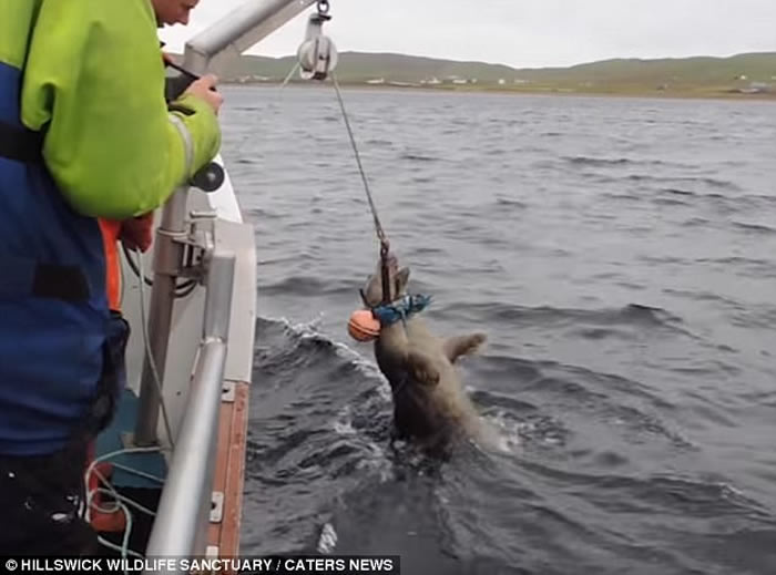 苏格兰北海岸昔德兰群岛看救援人员拯救被钓鱼线缠住的海豹