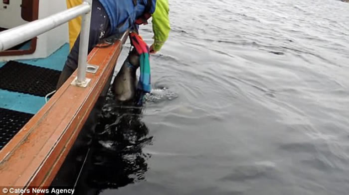 苏格兰北海岸昔德兰群岛看救援人员拯救被钓鱼线缠住的海豹