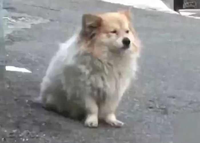 主人脑退化入院 韩国釜山忠犬家门前等候3年