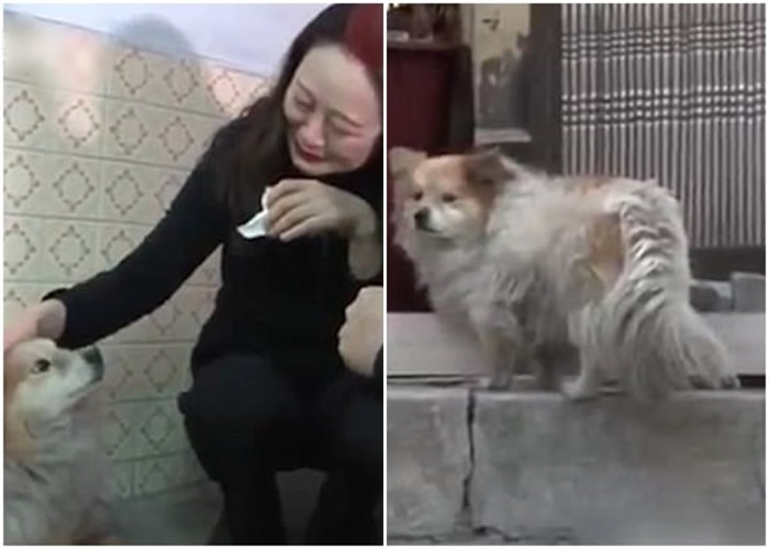 主人脑退化入院 韩国釜山忠犬家门前等候3年