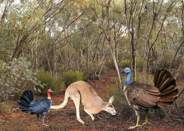 澳洲古生物学家从研究的化石中,发现一种高过现代袋鼠的古火鸡。图为模拟图。