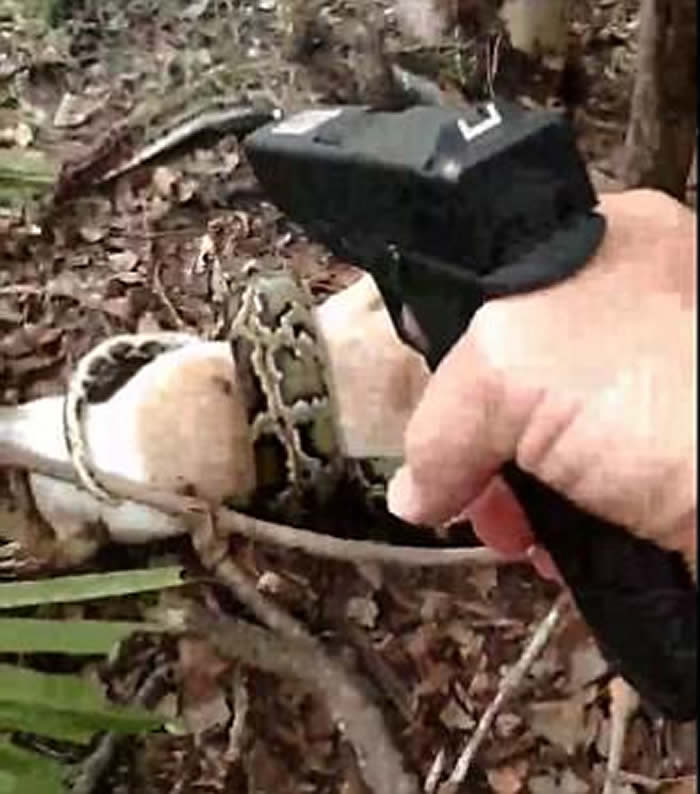 美国佛罗里达州男子发现自家的羊被巨蟒缠住 为救羊开8枪将蟒蛇射杀