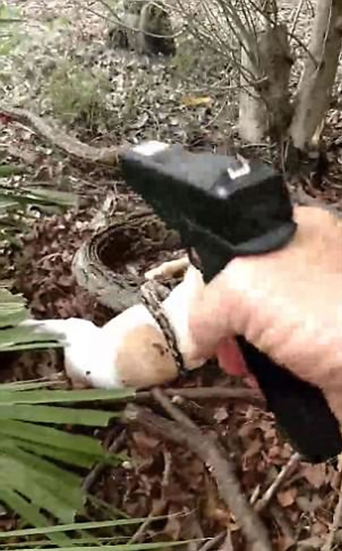 美国佛罗里达州男子发现自家的羊被巨蟒缠住 为救羊开8枪将蟒蛇射杀