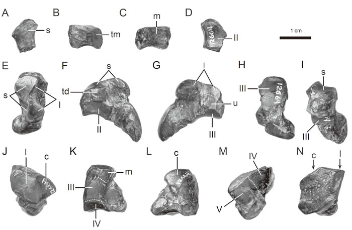 ����ϬHyrachyus modestus��AMNH FM 12664���Ҳ�Զ����ǣ��ױ�����Ԫ�๩�壩