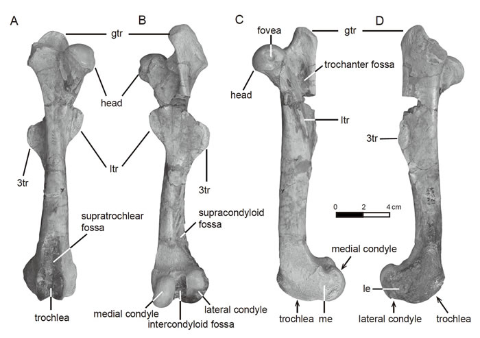 ����ϬHyrachyus modestus��AMNH FM 12664���Ҳ�ɹǣ��ױ�����Ԫ�๩�壩