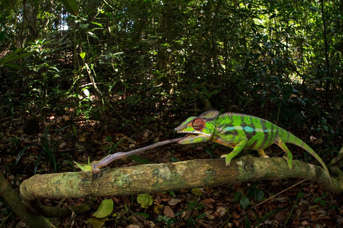 ԭ˹ӵ߲ʱɫڷ䡣 PHOTOGRAPH BY CHRISTIAN ZIEGLER, NATIONAL GEOGRAPHIC