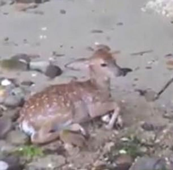 ����С��ͻȻ������������ �����Ӻ��������С¹