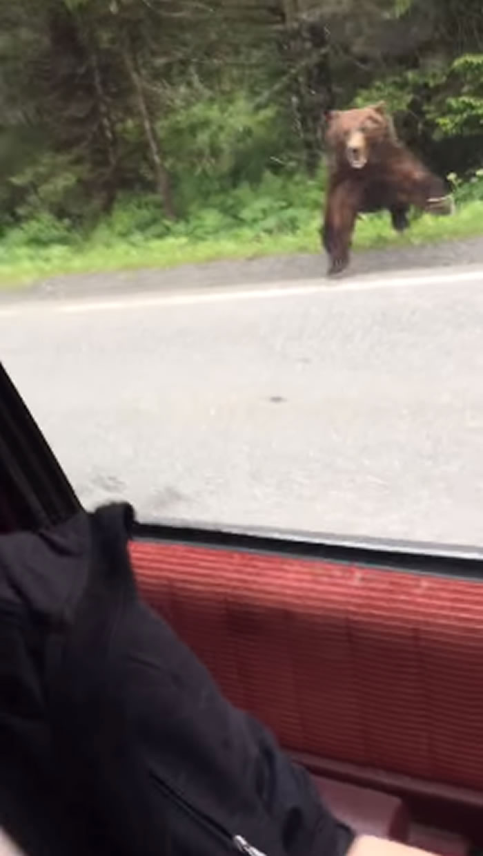 ��Ŀ����ӰƬ����������˹��һֻ������������ �ƺ��������ڱ���С�ܻ�ʳ��