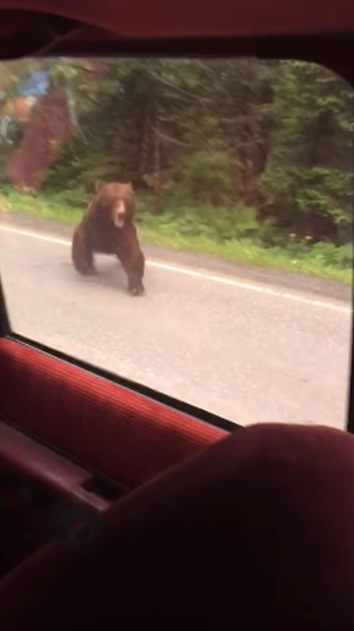 ��Ŀ����ӰƬ����������˹��һֻ������������ �ƺ��������ڱ���С�ܻ�ʳ��