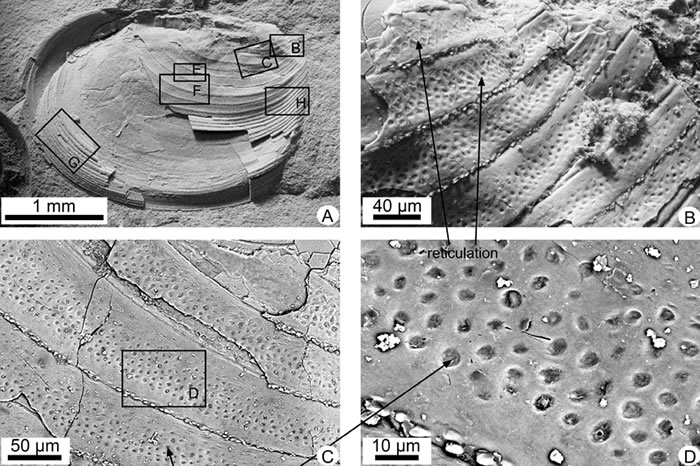 延吉盆地大拉子组的鄂尔多斯叶肢介