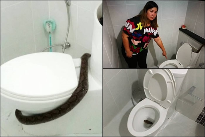 泰国曼谷打邻仓县女子家中如厕 遭从马桶冒出的蟒蛇咬伤臀部