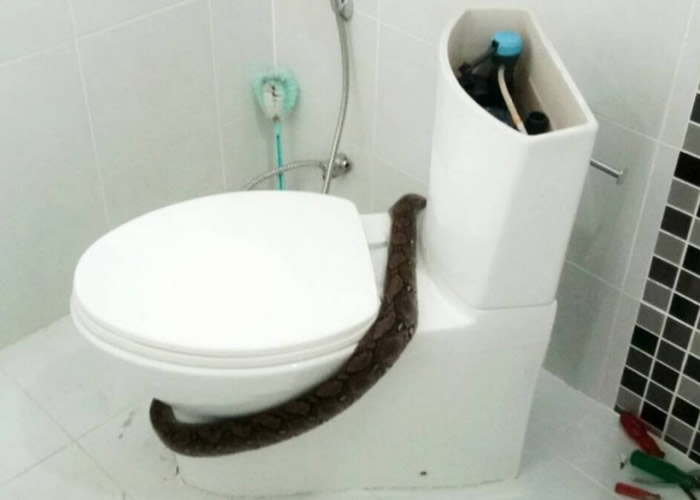 泰国曼谷打邻仓县女子家中如厕 遭从马桶冒出的蟒蛇咬伤臀部