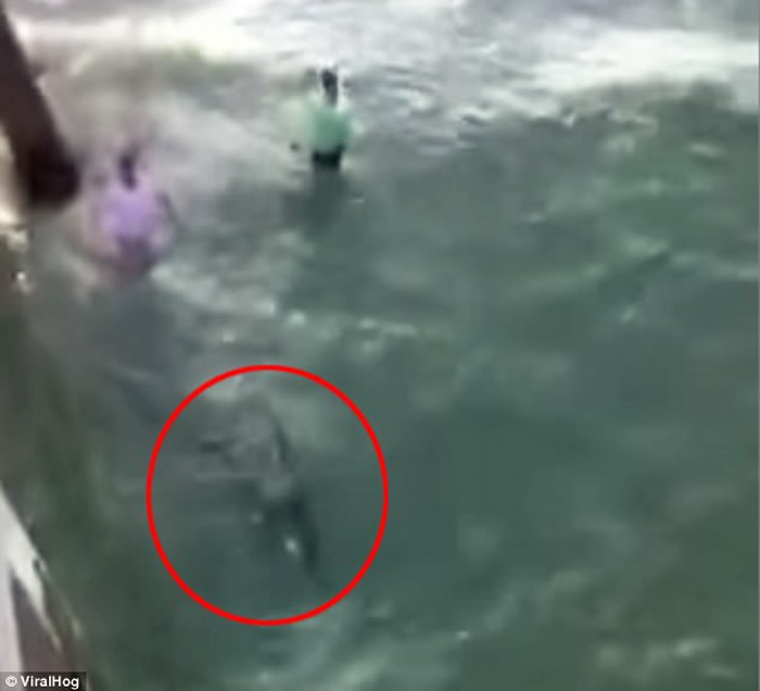 美国北卡罗莱纳州男子在海滩上企图徒手捉住虎鲨 反遭噬咬血染大海