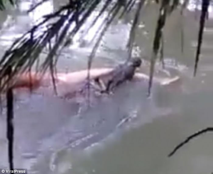 太离奇了！印尼男子河边沐浴遭巨鳄叼走 家人求助巫师后鳄鱼竟将尸体送回岸边