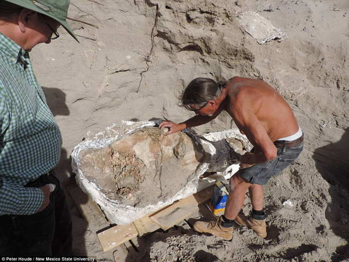 美国新墨西哥州10岁男孩走路被绊倒 意外发现120万年前前剑乳齿象化石