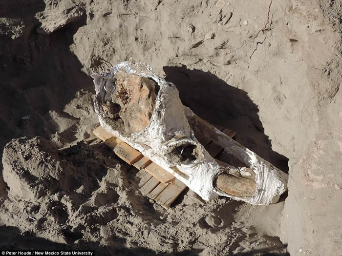 美国新墨西哥州10岁男孩走路被绊倒 意外发现120万年前前剑乳齿象化石