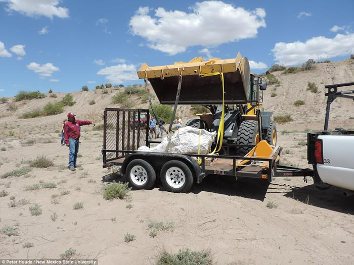 美国新墨西哥州10岁男孩走路被绊倒 意外发现120万年前前剑乳齿象化石