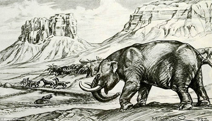 美国新墨西哥州10岁男孩走路被绊倒 意外发现120万年前前剑乳齿象化石