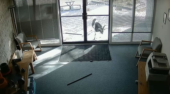 美国科罗拉多州一只成年大山羊为何用它的角撞碎玻璃门