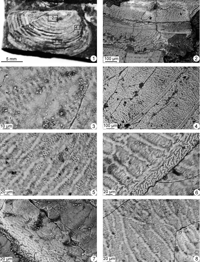长形叠饰叶肢介副模标本电镜图版(图1光镜)