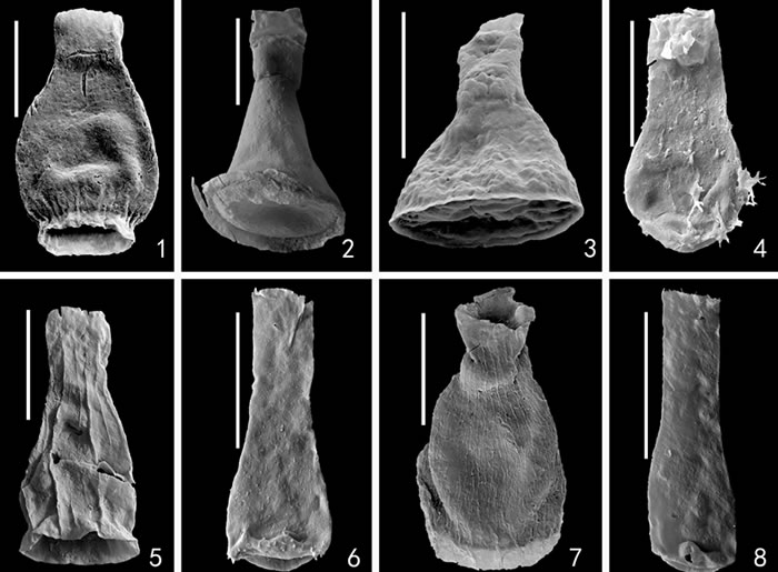 庙坡组发现的部分几丁虫化石