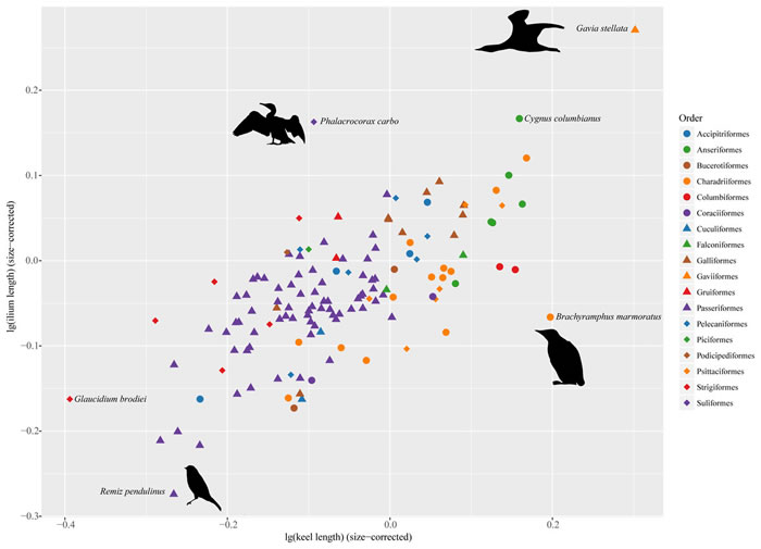 现生鸟类在由胸骨龙骨突长度和髂骨长度所确定的形态空间中的分布