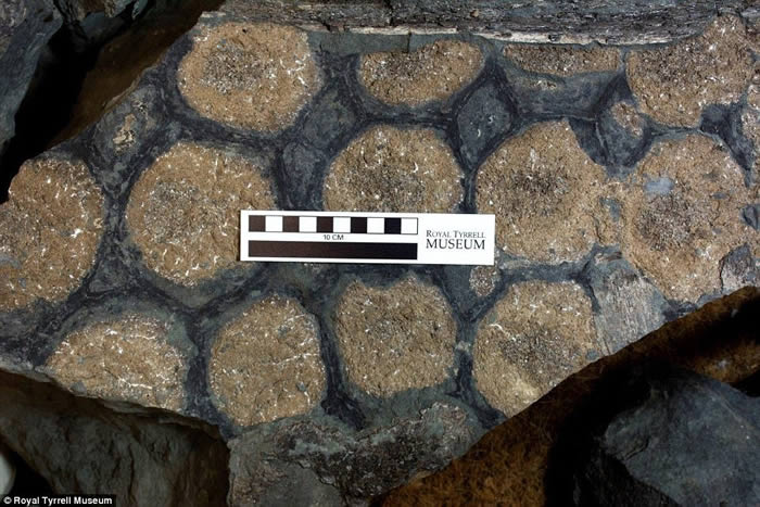 会用“反荫蔽”保护自己:加拿大发现恐龙新物种——Borealopelta markmitchelli