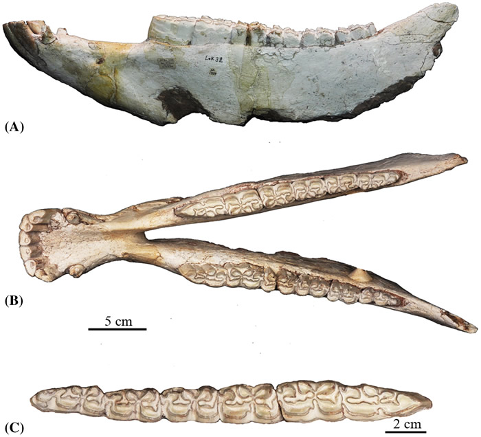 庆阳马下颌化石
