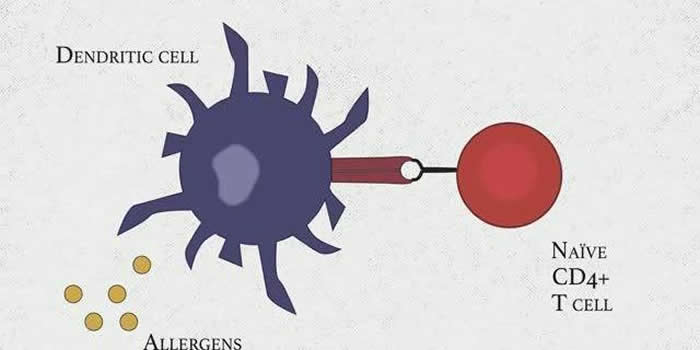 科学家们终于找到了会引起过敏问题的特定T细胞亚群。辅助性T细胞可防御病原体,但新发现的一个被称作TH2A的该细胞亚群会引起过敏症状,它们可通过特定的标记而与其能