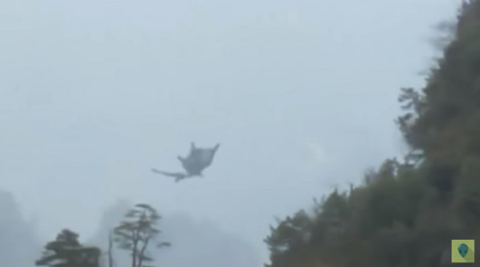 老外到中国爬山拍到天空中的单翅飞龙 网友喊:我在张家界也遇过