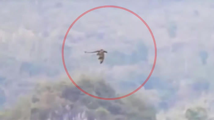 老外到中国爬山拍到天空中的单翅飞龙 网友喊:我在张家界也遇过