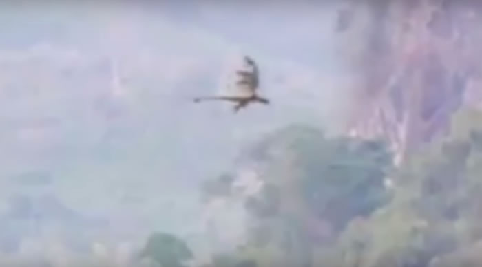 老外到中国爬山拍到天空中的单翅飞龙 网友喊:我在张家界也遇过