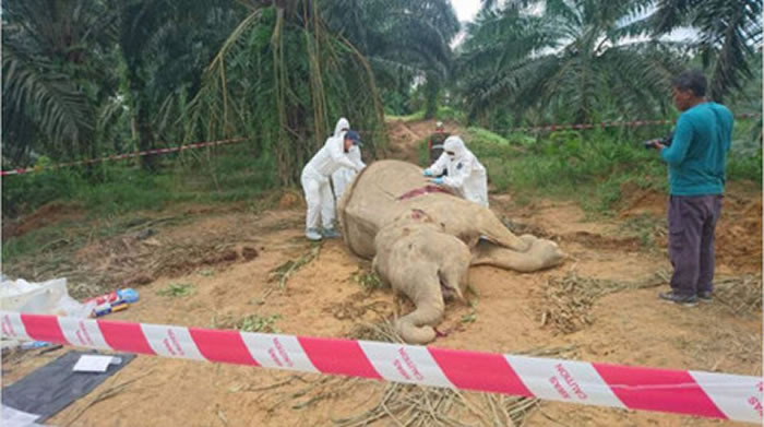 ��������ɳ����Ұ������Ե�����ɱ����в �������������