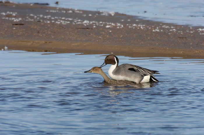 Ѽ�ӽ�����ܱ����Ʊ�������Ѽ���а취�������±�����Ѽ�ĺ���� PHOTOGRAPH BY MICHAEL FORSBERG, NATIONAL GEOGRAPH