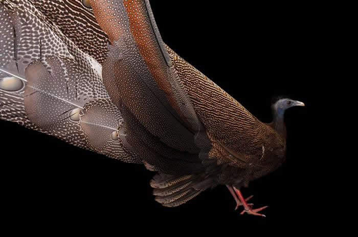 ���۰�����Great Argus pheasants����ѡ������ɫչʾ�����ҫ�۵����䣬����ʿ�ٶ���԰����һλ�� PHOTOGRAPH BY JOEL SAR