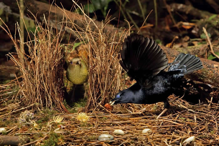 ����ͤ��satin bowerbird�����ų�������ĸ�񿴣�ĸ�����ȵ�������ͤ������͡� PHOTOGRAPH BY TIM LAMAN, NATIONA