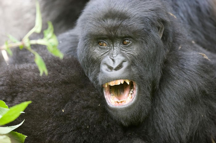 �󲿷������鳤�඼�д�Ȯ�ݣ���������Ȼ������������Ϊ����Ů�Բ�����Ȯ���������� PHOTOGRAPH BY MICHAEL POLIZA, NATIONAL