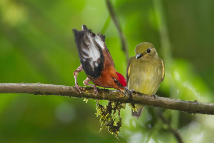 һֻ÷���὿�l�� club-winged manakin ���ó�򷢳��ö����죬���������� PHOTOGRAPH BY TIM LAMAN, NATIONAL