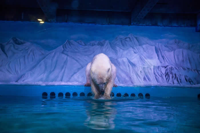 披萨被称为「世界上最悲伤的北极熊」,被圈养于中国的购物中心。披萨引发了许多人对动物的好奇心,却不知道饲养环境是很不人道的。 PHOTOGRAPH BY BARC