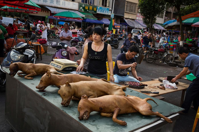 吃狗肉长久以来都是中国的习惯,不过这项习惯已经成为这个国家日渐兴盛的动保运动想要消除的目标──动保运动大多集中在中国沿海城市。 PHOTOGRAPH BY AD