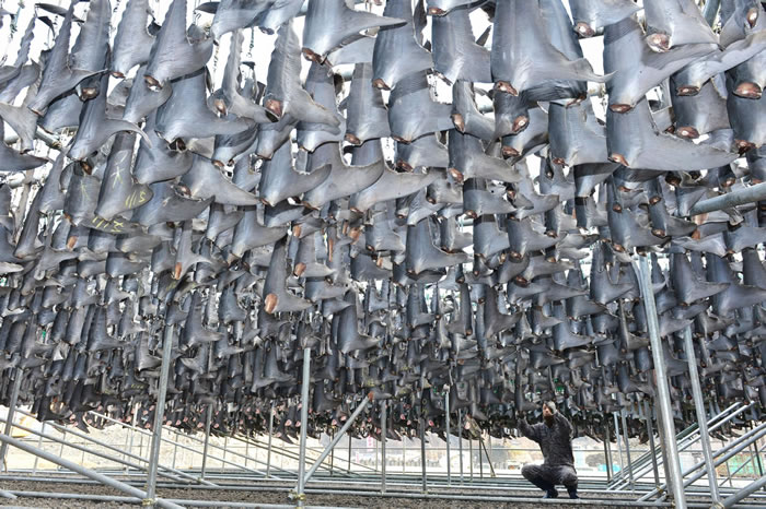 一位渔民挂着大量的鲨鱼鳍等晒干。在中国,由于打击贪腐而禁止在任何官方场合上供应鱼翅汤及其他野生动物食品。 PHOTOGRAPH BY THE YOMIURI S