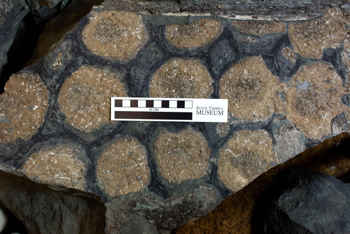 发现身披“迷彩服”的新甲龙种类Borealopelta markmitchelli 存在反荫蔽